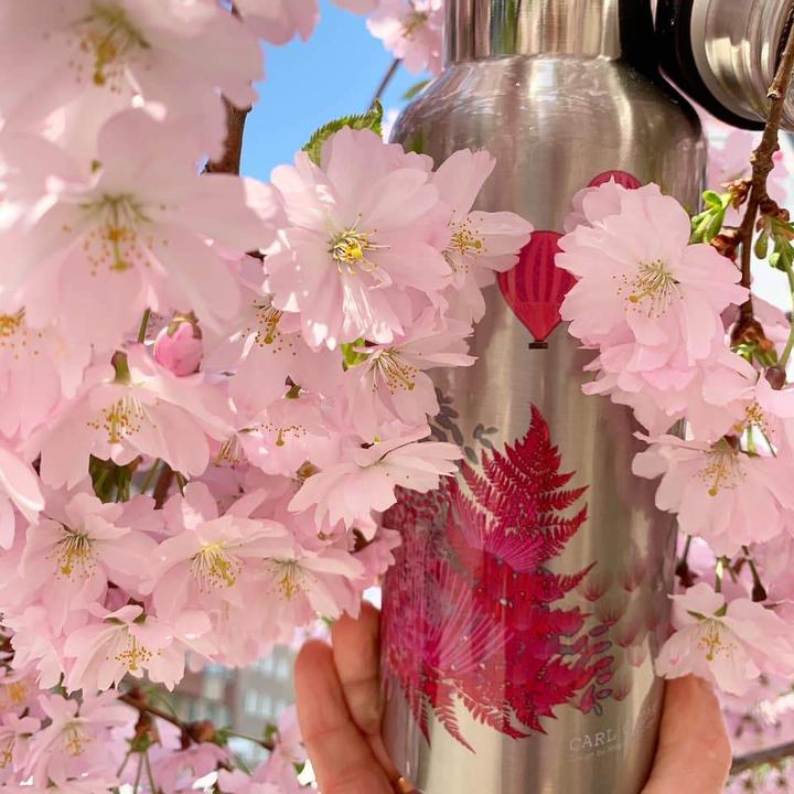 Immagine prodotto Carl Oscar Thermos in acciaio inox Wisdom TEMPflask 500ml Rosa (0.50 l)