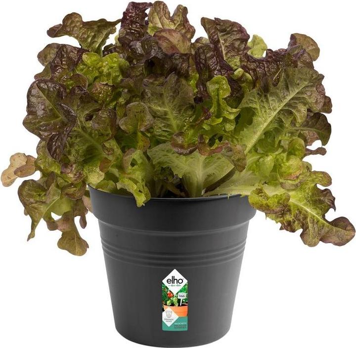 Actual product image Elho Green Basics (15 cm)