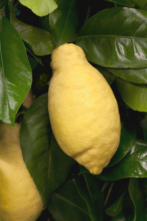Actual product image Lemon (80 cm)