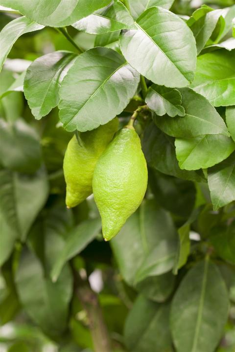 Actual product image Lemon (80 cm)