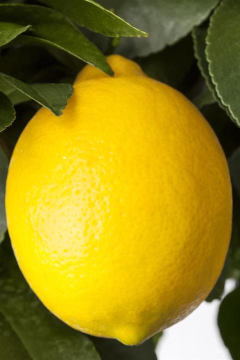 Actual product image Lemon (80 cm)