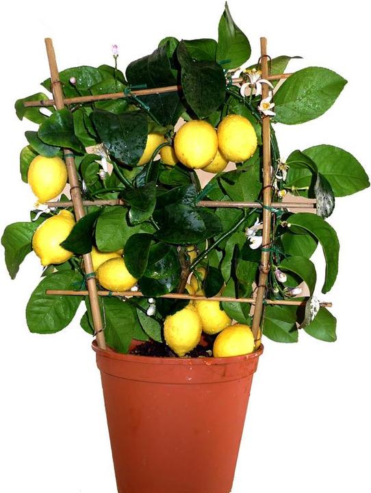 Lemon (80 cm)