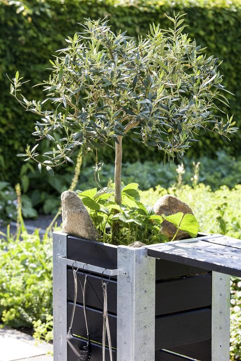 Produktbild Olivenbaum (50 cm)