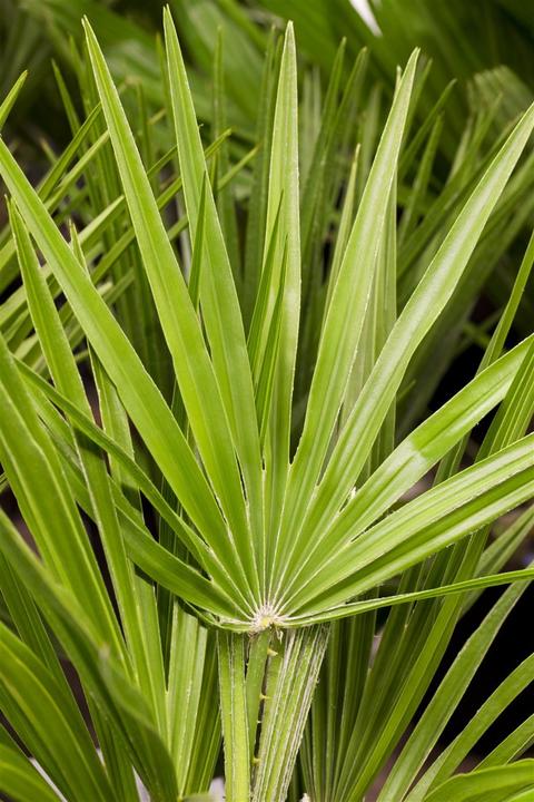 Produktbild Hanfpalme (90 cm)