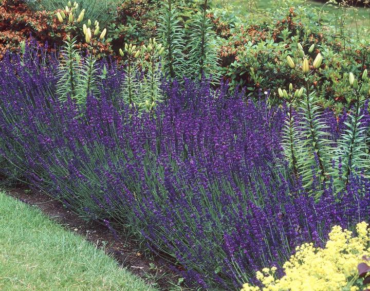 Immagine prodotto Lavanda Hidcote