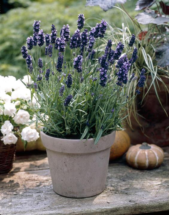 Immagine prodotto Lavanda Hidcote