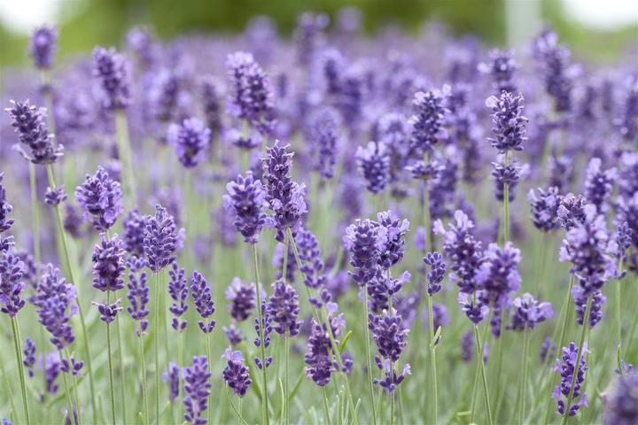 Immagine prodotto Lavanda Hidcote
