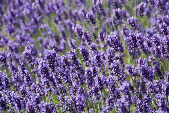Immagine prodotto Lavanda Hidcote