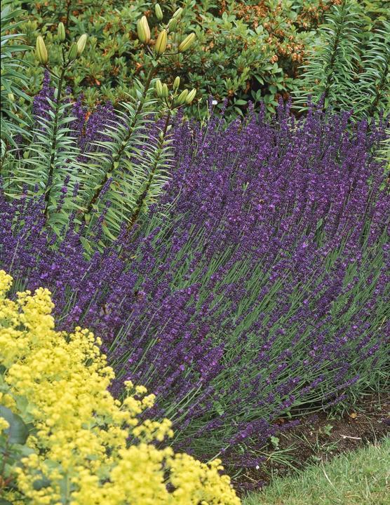 Immagine prodotto Lavanda Hidcote