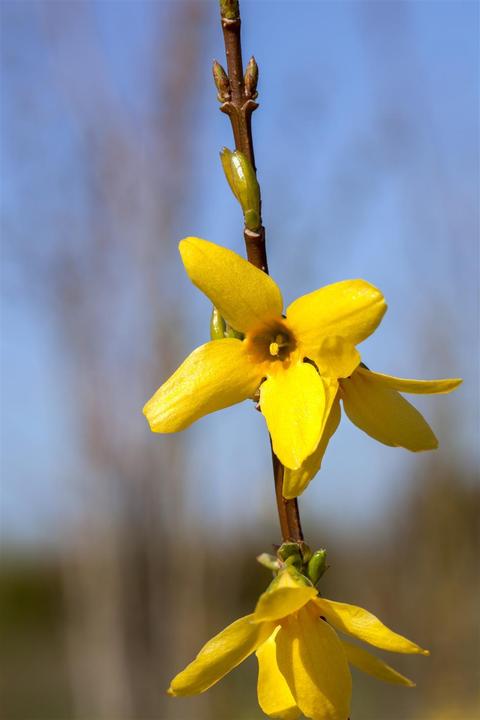 Produktbild Forsythie Week End (100 cm)