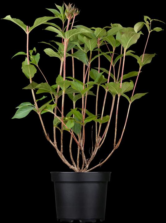 Actual product image Weigelie Ruby (100 cm)