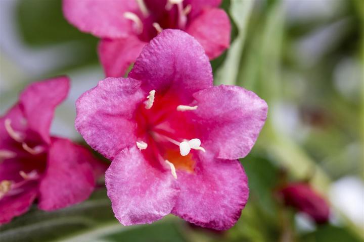 Actual product image Weigelie Ruby (100 cm)