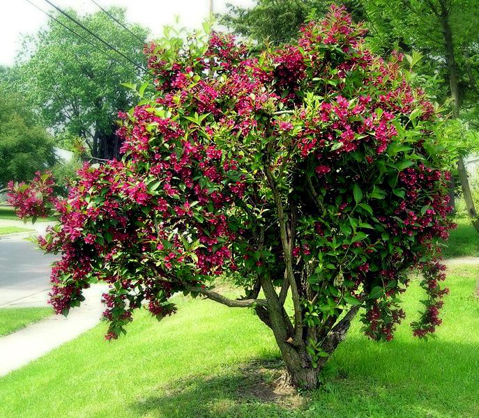 Actual product image Weigelie Ruby (100 cm)