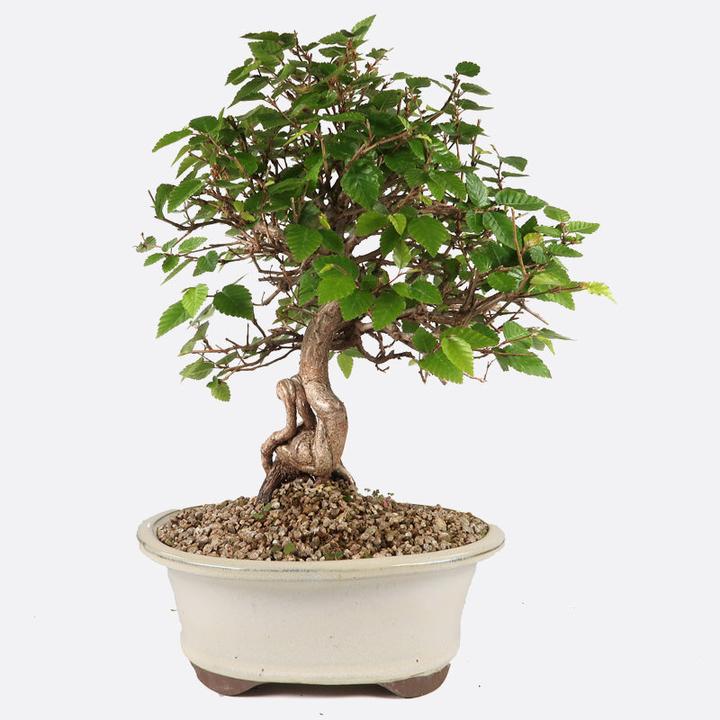 Produktbild Bonsai.ch Acer deshojo (65 cm)