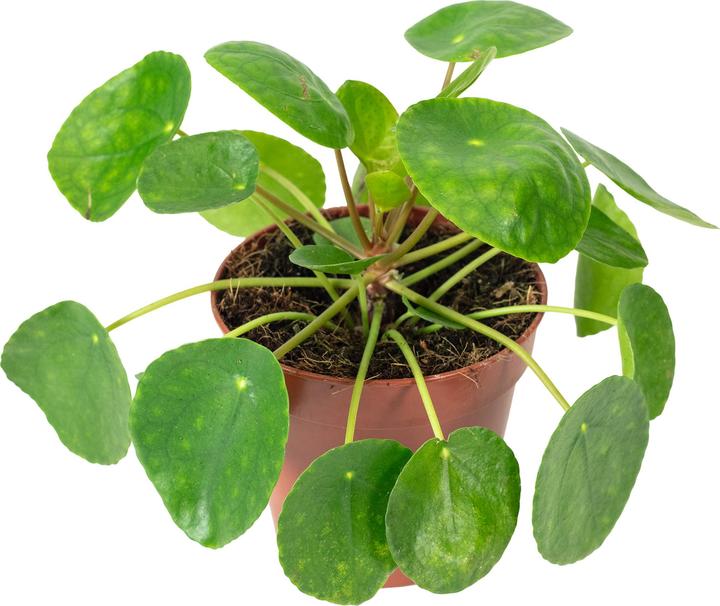Produktbild Flowerbox Ufopflanze - Pilea peperomioides (20 cm)