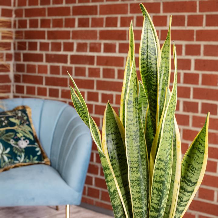 Actual product image Flowerbox Bow hemp - Sansevieria trifasciata Laurentii (45 cm)