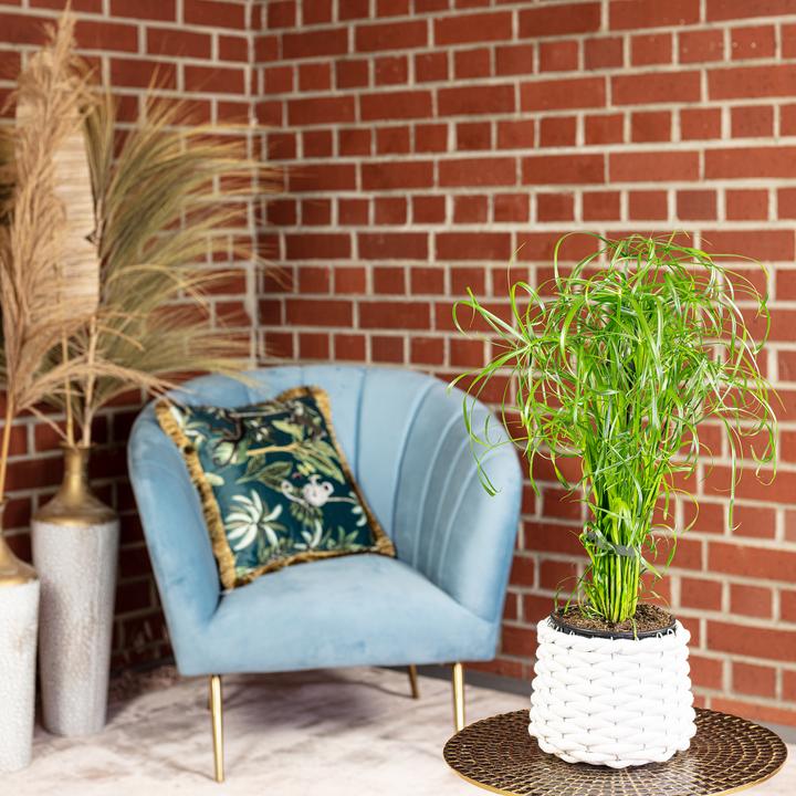 Actual product image Flowerbox Cyprus grass - Cyperus alternifolius (60 cm)