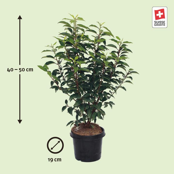 Immagine prodotto Zulauf Portugiesischer Kirschlorbeer / Prunus lusi. 'Angustifolia' (50 cm)