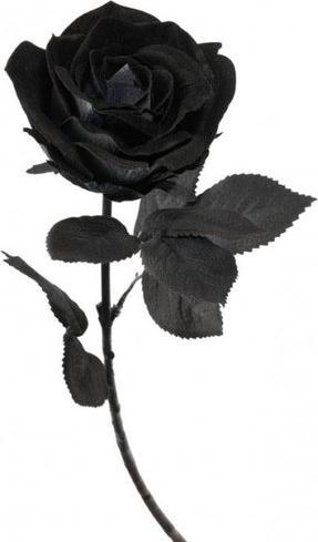 Produktbild Chaks Schwarze Rose
