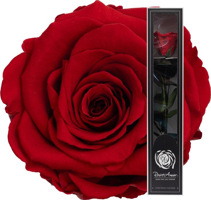 Actual product image Migros Ostschweiz Premium stem rose (stabilised rose) (Infinity Flowers)