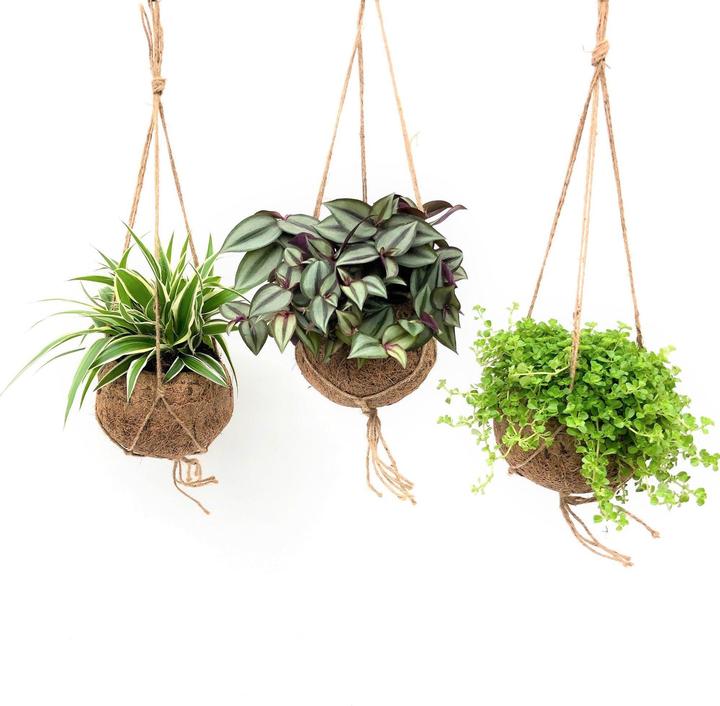Produktbild Fresca-Plant Kokodama Green Smit Collection 15cm 5set (25 cm)