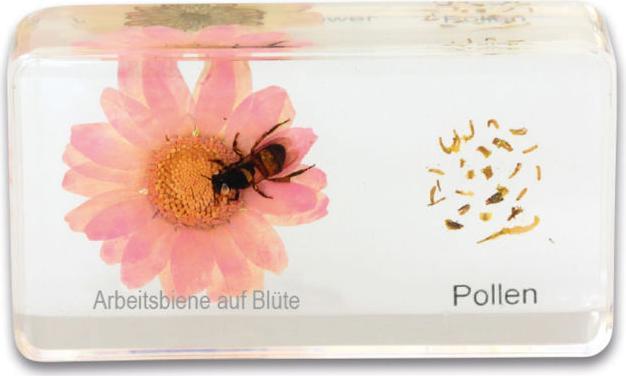 Produktbild Betzold Lebenszyklus Honigbiene, Kunstglasblöcke
