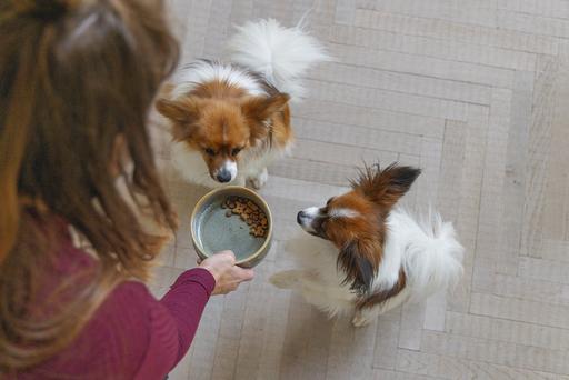 Immagine prodotto Designed by Lotte Ciotola per cani Jace (0.45 l)