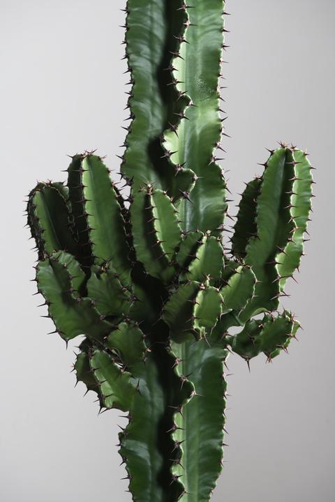 Actual product image Plant in a Box Euphorbia ingens - Candelabra Euphorbia Cactus (50 cm)