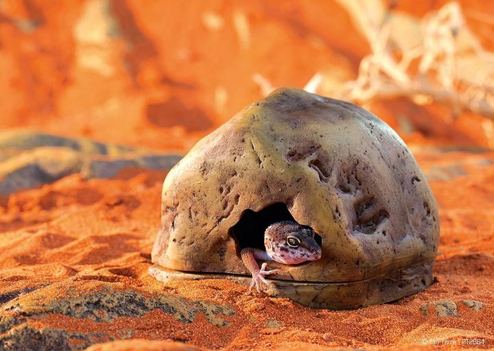 Produktbild Exo Terra Gecko Höhle für Reptilien und Amphibien