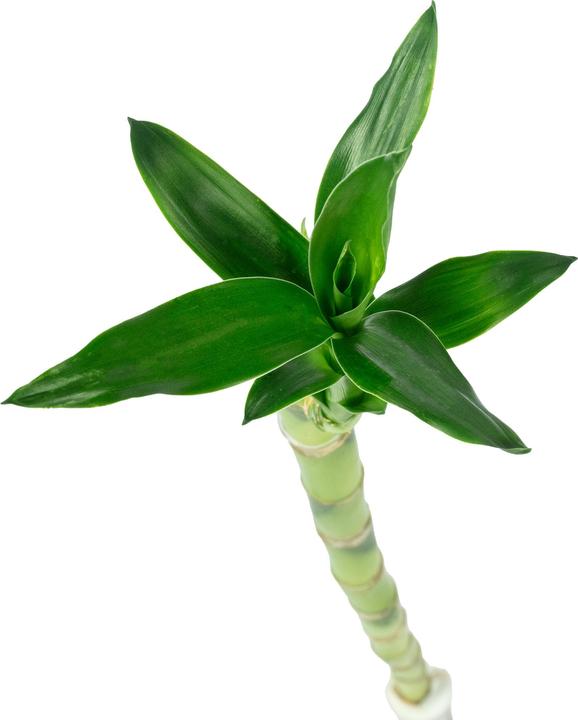Produktbild Flowerbox Glücksbambus "Lucky Bamboo" - Dracaena Sanderiana (50 cm)