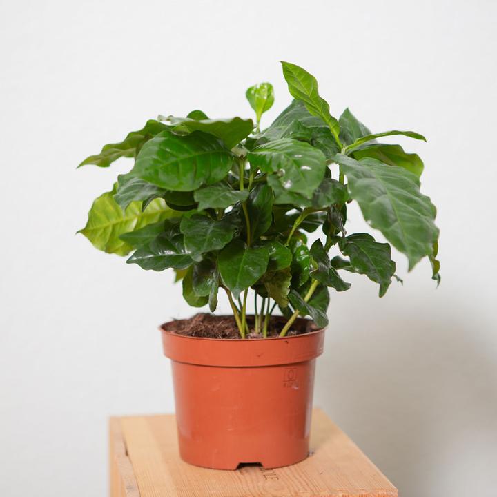 Produktbild VEG and the City Afra (Kaffeestrauch Coffea) (30 cm)