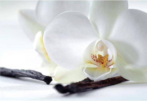 Eibert Visual Orchidee und Vanille (30 x 45 cm)