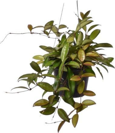 Produktbild Plantlovers Hoya rosita (Wachsblume) (30 cm)
