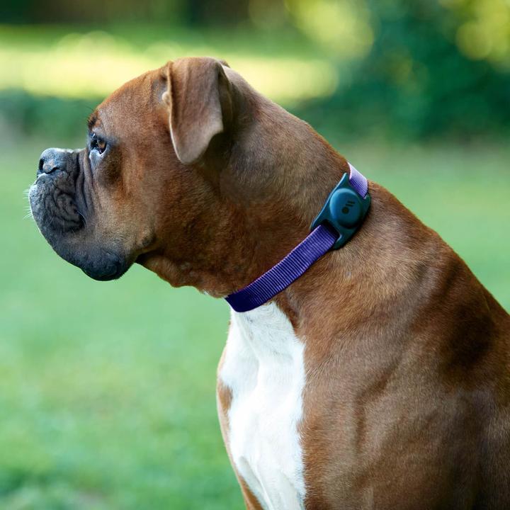 Produktbild Case-Mate AirTag Dog Collar Mount