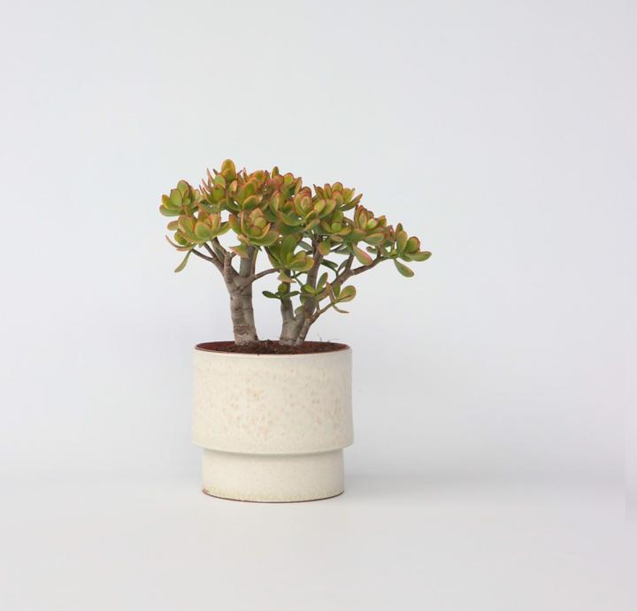 Actual product image Plant in a Box Crassula ovata Sunset - Jade plant (30 cm)