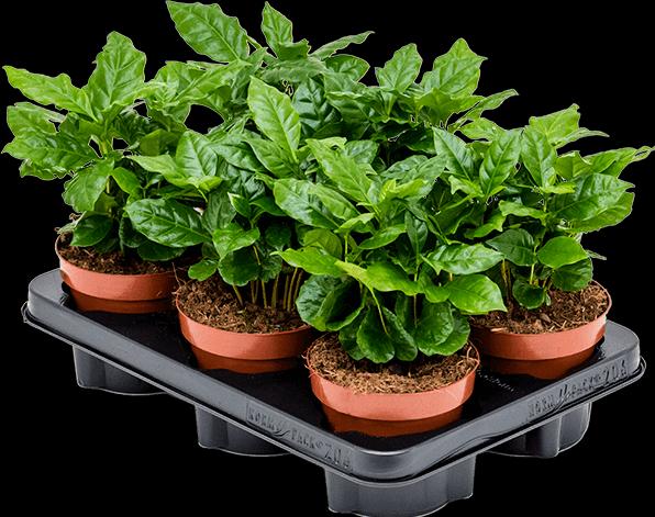 Actual product image Mahaloplants Coffea arabica (25 cm, Animal friendly)