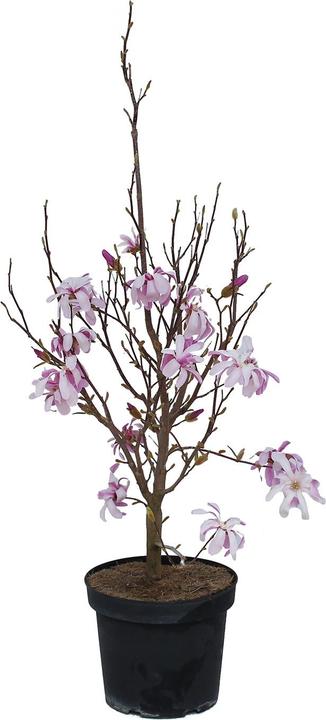 Produktbild Zulauf Magnolie / Magnolia l.(x) 'Leonard Messel' (80 cm)