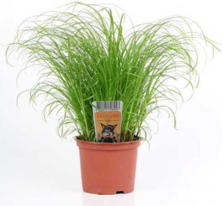 Katzengras frisch im Topf (Adult, 1 Stk., 250 g)