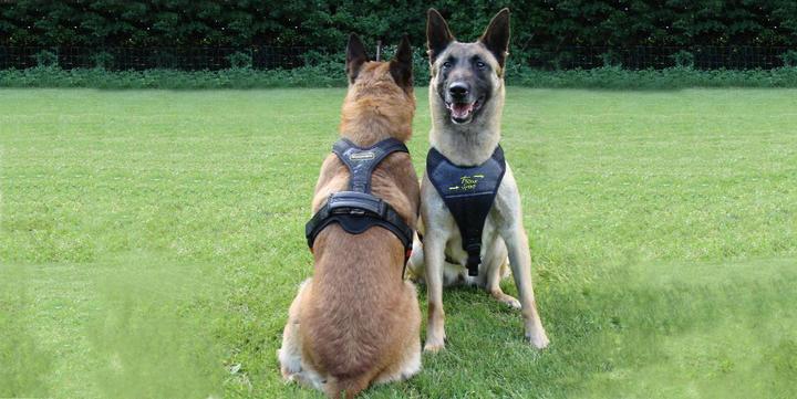Produktbild Niggeloh Hundeführgeschirr Follow Sport (XL, Hund, Allgemein, Hundesport)
