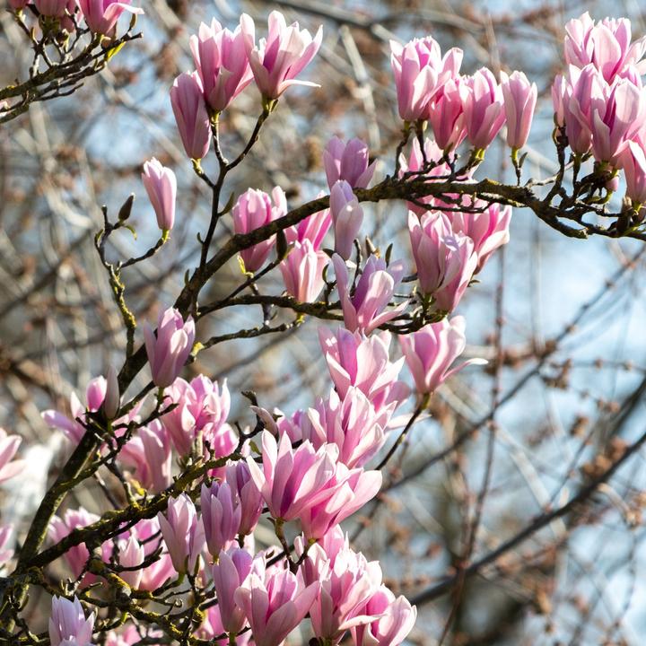 Produktbild Plant in a Box Magnolia susan, soulangeana, stellata (25 cm)