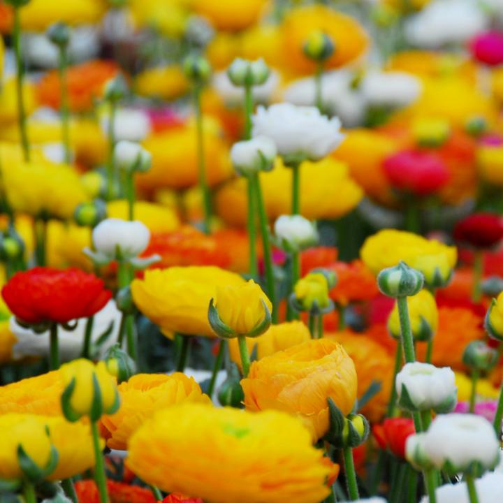 Produktbild Plant in a Box Ranunculus - 80er-Set Ranunkeln (10 cm)