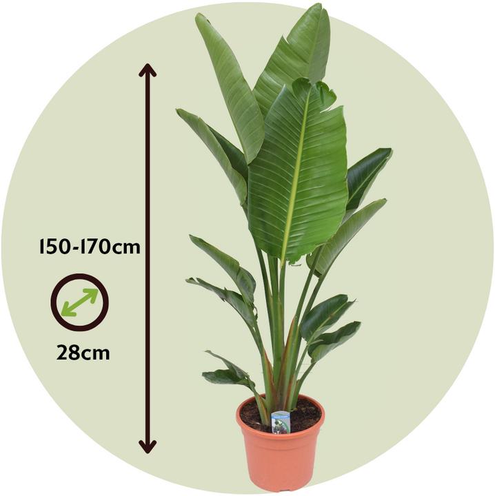Produktbild Plant in a Box Strelitzia Nicolai - Paradiesvogelblume (155 cm)