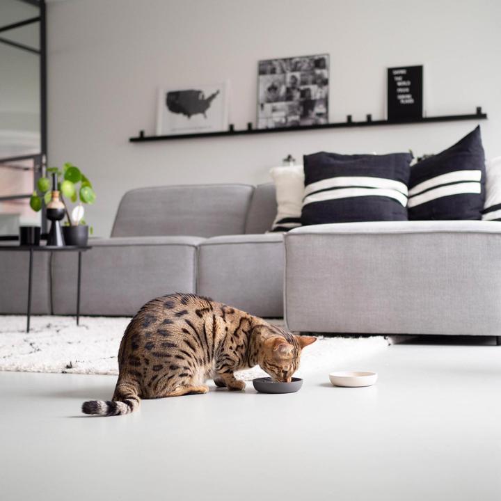 Immagine prodotto District 70 Bamboo Cat Bowl (0.18 l)