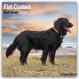 Produktbild Flat-Coated Retriever 2025 - 16-Monatskalender (305 x 305 mm, Deutsch)