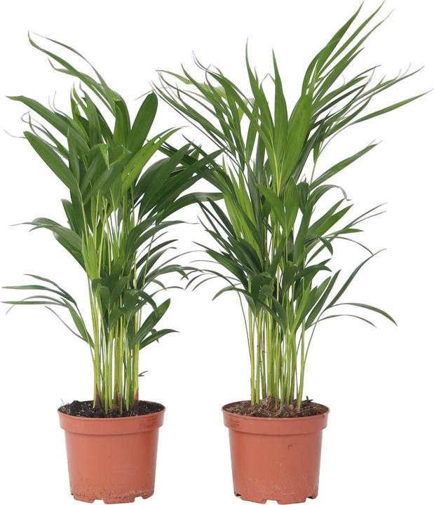 Produktbild Plant in a Box Dypsis Lutescens - 2er Set Areca Goldfruchtpalme (60 cm)