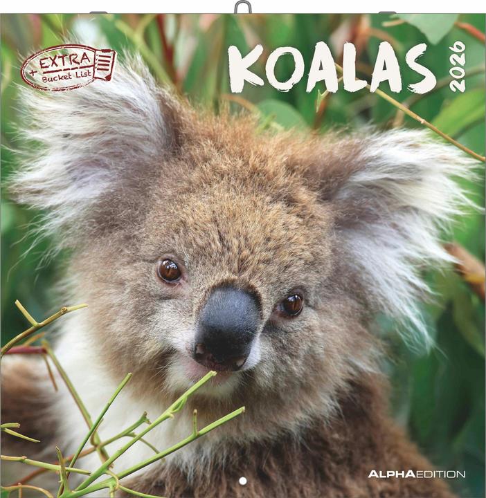 Produktbild Alpha Edition Koalas 2026 - Broschürenkalender 30x30 cm (30x60 geöffnet) - Kalender mit Platz für Notizen - koala (30 x 30 cm, Englisch, Französisch, Niederländisch, Spanisch, Italienisch, Deutsch)