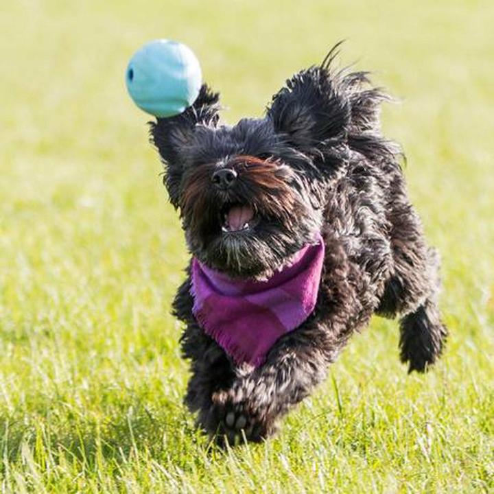Image du produit Chuckit! CHUCK IT! The whistler dog ball M - Balle pour chien - 2 pièce(s) (Jouet à mâcher pour chien)