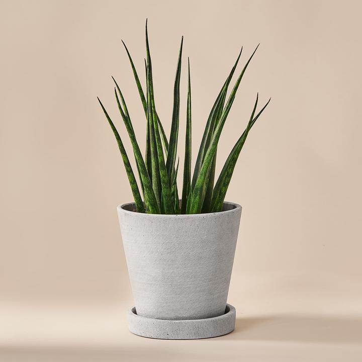 Mary and Plants Sansevieria Fernwood Mikado con vaso HAY in grigio chiaro (35 cm)