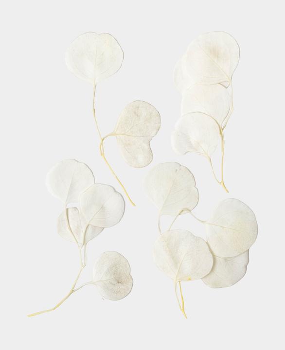 Immagine prodotto I Am Creative Fiori secchi Eucalipto (Fiori secchi)