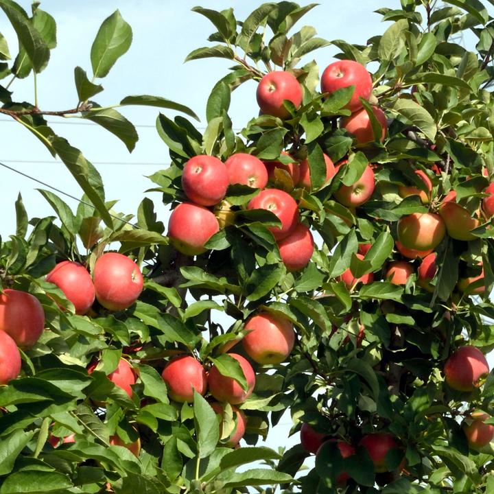 Image du produit Plant in a Box Malus 'Braeburn', 'Golden Delicious', 'Malus Gala' - Mélange de 3 arbres fruitiers (60 cm)